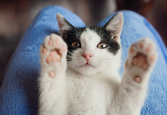 7 načina na koje mačka može poboljšati vaše zdravlje i raspoloženje!