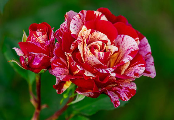  Jednostavan trik za bujnije cvetanje ruža! Neka vaša bašta bude najlepša!