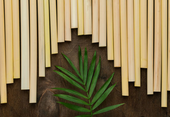 Srećni bambus u feng shuiju: Simbolika, broj stabljika i značenje!