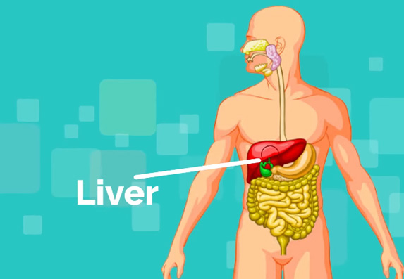 Kako zaštititi jetru: Saveti hepatologa za zdravlje ovog vitalnog organa!