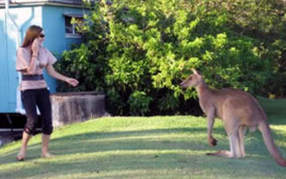 Napaljeni kengur progoni žene u Australiji