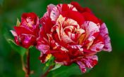  Jednostavan trik za bujnije cvetanje ruža! Neka vaša bašta bude najlepša!