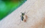 Denga groznica: Simptomi, lečenje i prevencija bolesti koju prenose komarci!